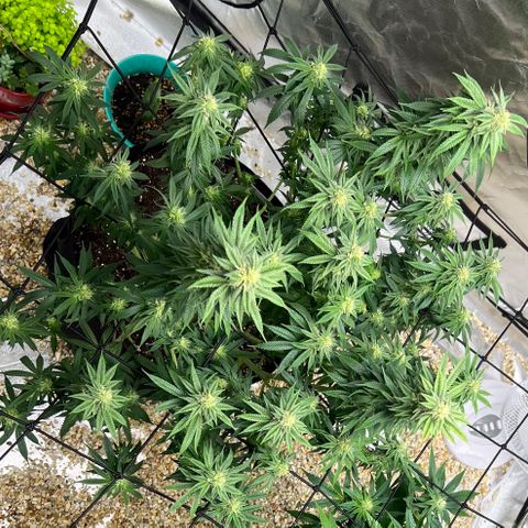 Northern Light growlog timeline photo