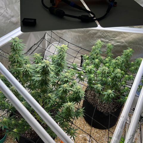 Northern Light growlog timeline photo