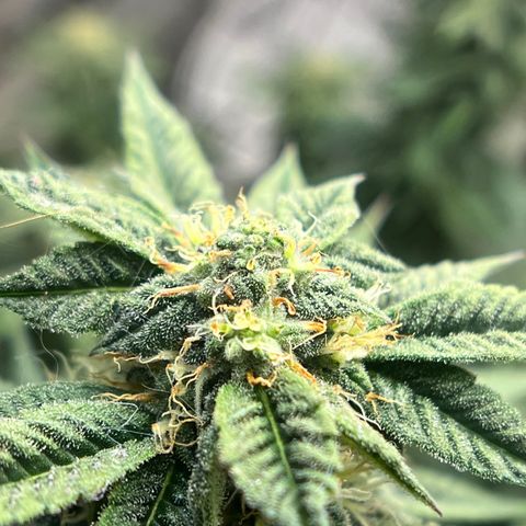 Northern Light growlog timeline photo