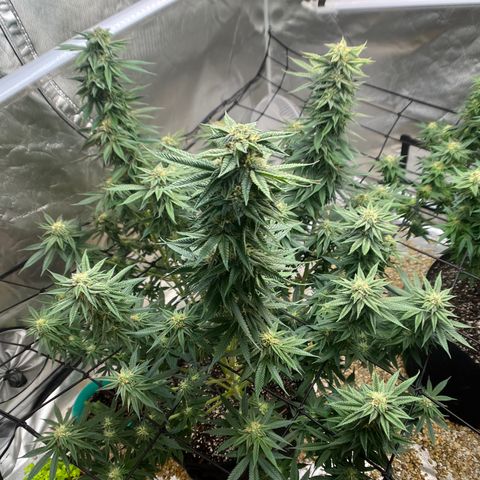 Northern Light growlog timeline photo