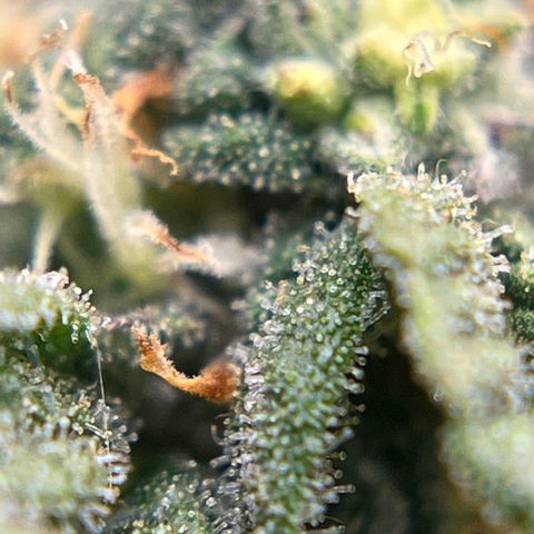 Northern Light growlog timeline photo