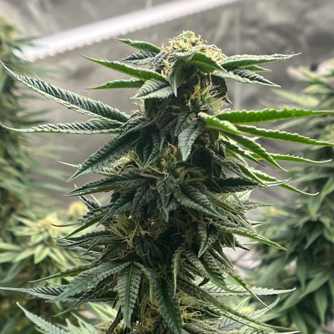 Northern Light growlog timeline photo