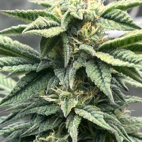 Northern Light growlog timeline photo