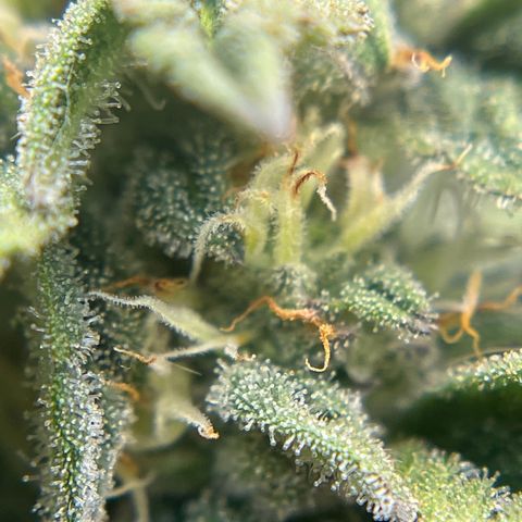 Northern Light growlog timeline photo