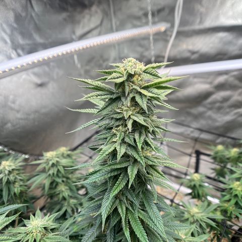Northern Light growlog timeline photo