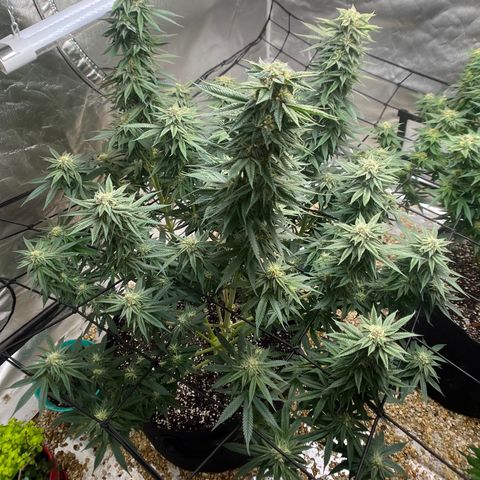 Northern Light growlog timeline photo