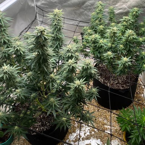 Northern Light growlog timeline photo