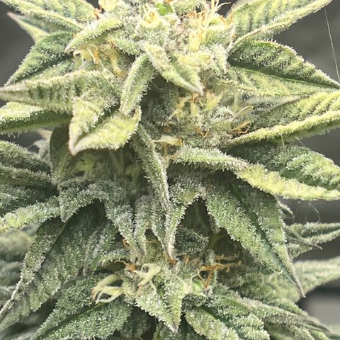 Northern Light growlog timeline photo