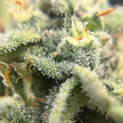 Northern Light growlog timeline photo
