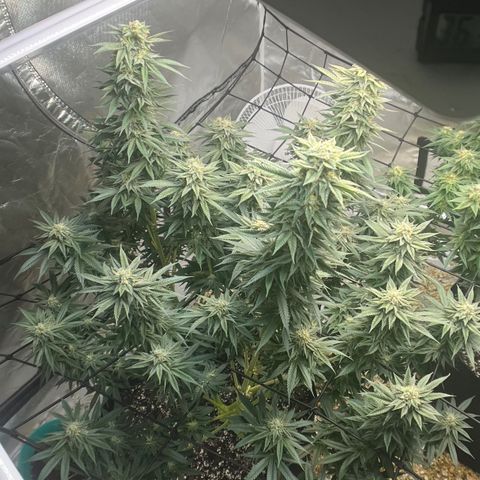 Northern Light growlog timeline photo