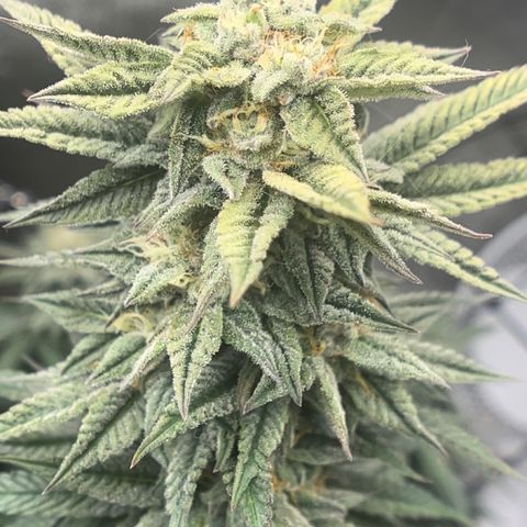 Northern Light growlog timeline photo