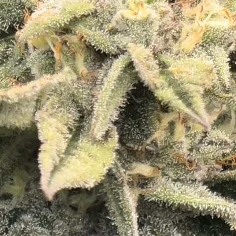 Northern Light growlog timeline photo