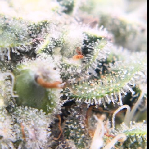 Northern Light growlog photo: Tallest