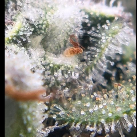 Northern Light growlog photo: Tallest