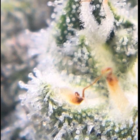 Northern Light growlog photo: Tallest