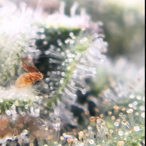 Northern Light growlog photo: Tallest