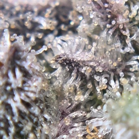 Northern Light growlog timeline photo