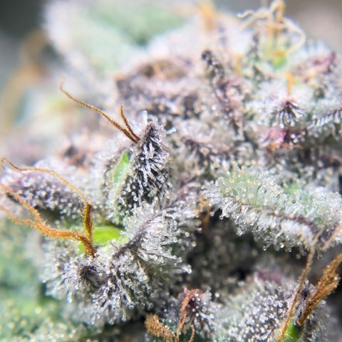 Northern Light growlog timeline photo
