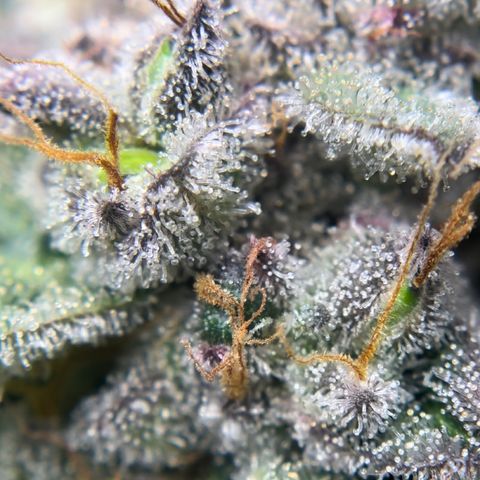 Northern Light growlog timeline photo