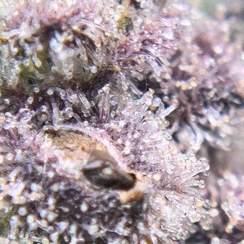 Northern Light growlog timeline photo