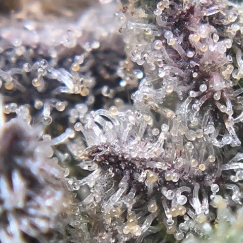 Northern Light growlog timeline photo