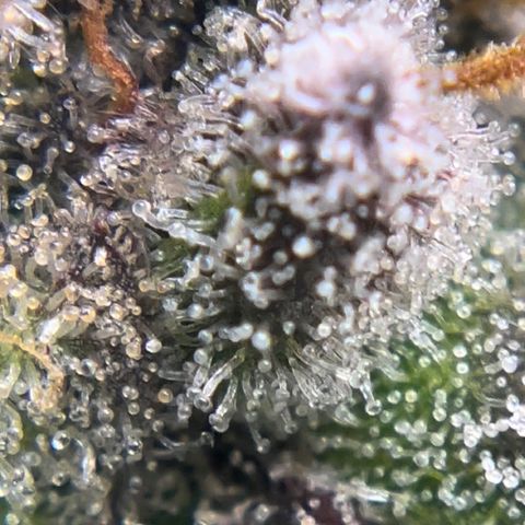 Northern Light growlog timeline photo