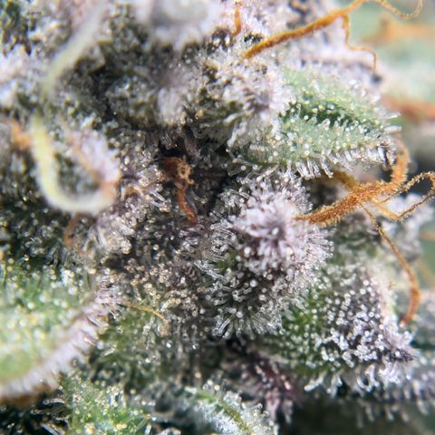 Northern Light growlog timeline photo