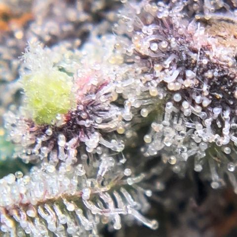 Northern Light growlog timeline photo