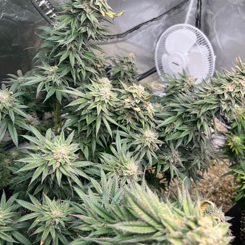 Northern Light growlog timeline photo