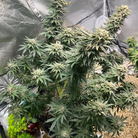 Northern Light growlog timeline photo