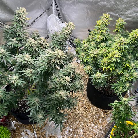 Northern Light growlog timeline photo