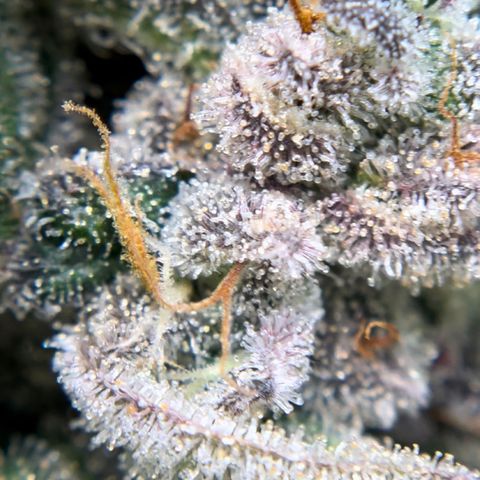 Northern Light growlog timeline photo