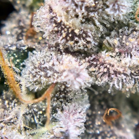 Northern Light growlog timeline photo