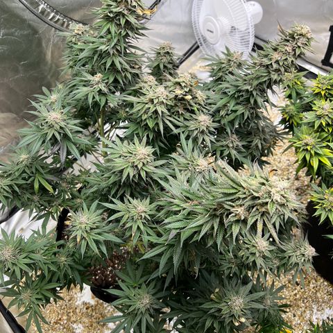 Northern Light growlog timeline photo