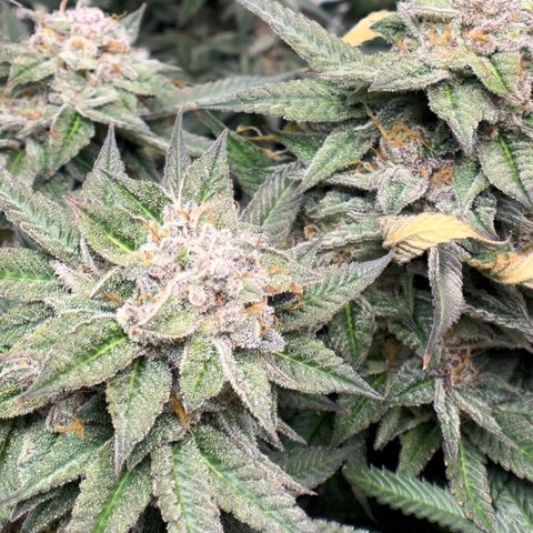 Northern Light growlog timeline photo