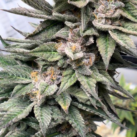 Northern Light growlog timeline photo