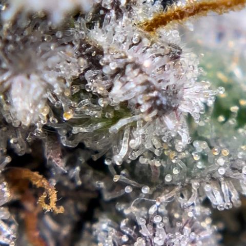 Northern Light growlog timeline photo