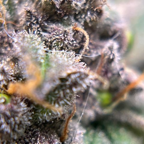Northern Light growlog timeline photo