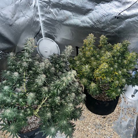 Northern Light growlog timeline photo