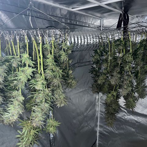 Northern Light growlog timeline photo