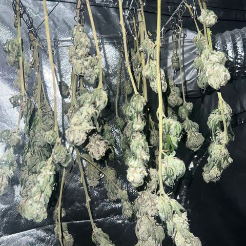 Northern Light growlog timeline photo