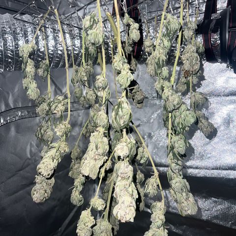Northern Light growlog timeline photo