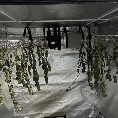 Northern Light growlog timeline photo