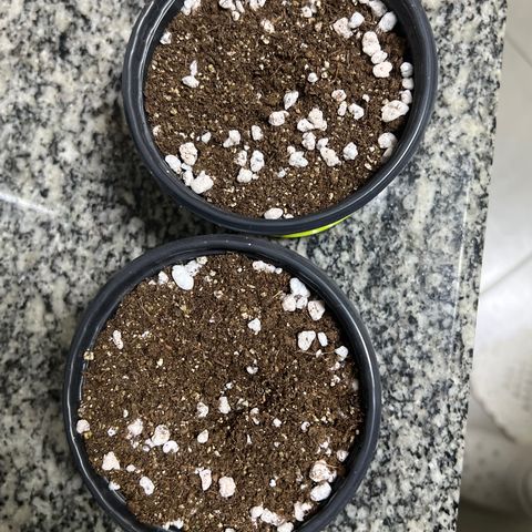 MaCheese AN growlog timeline photo