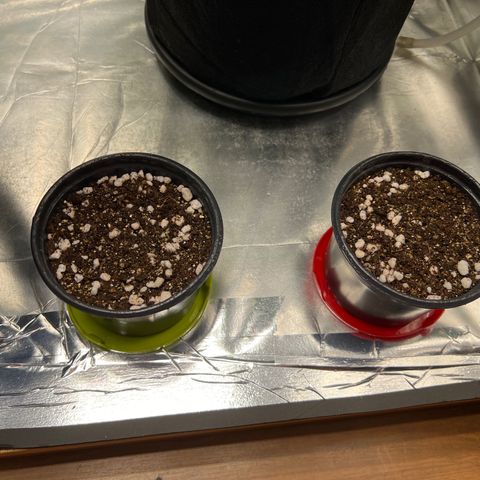 MaCheese AN growlog timeline photo