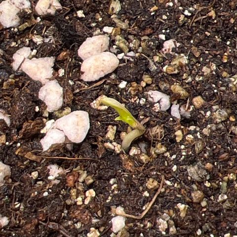 MaCheese AN growlog timeline photo