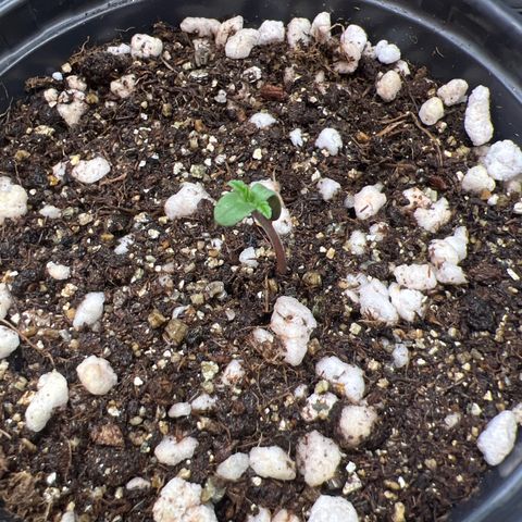 MaCheese AN growlog timeline photo
