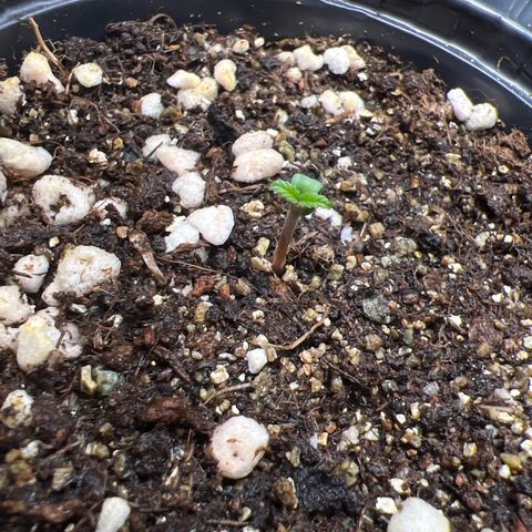 MaCheese AN growlog timeline photo