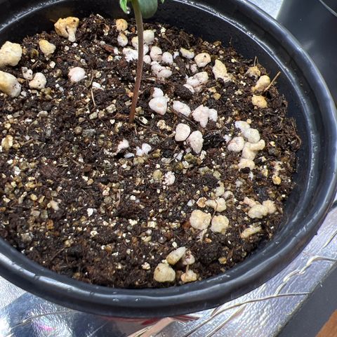 MaCheese AN growlog timeline photo