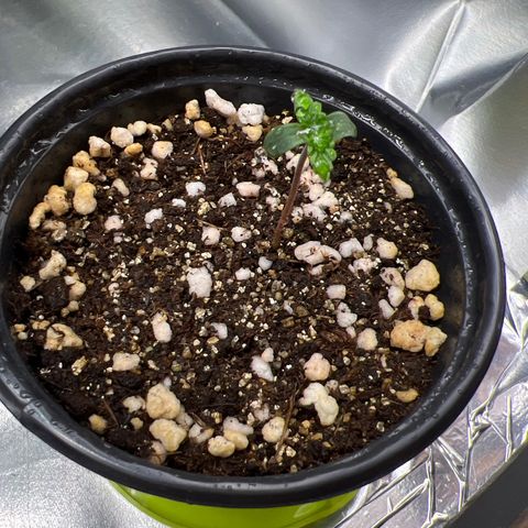 MaCheese AN growlog timeline photo